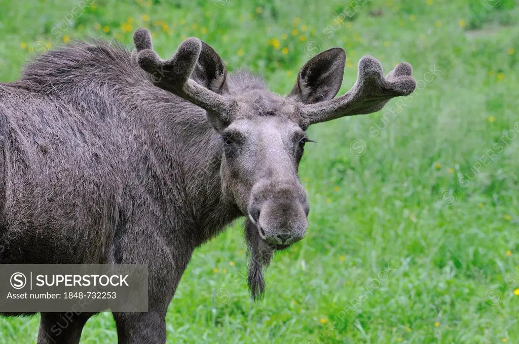 Moose or Eurasian Elk (Alces alces), bull with antlers in velvet, captive, Thuringia, Germany, Europe, PublicGround