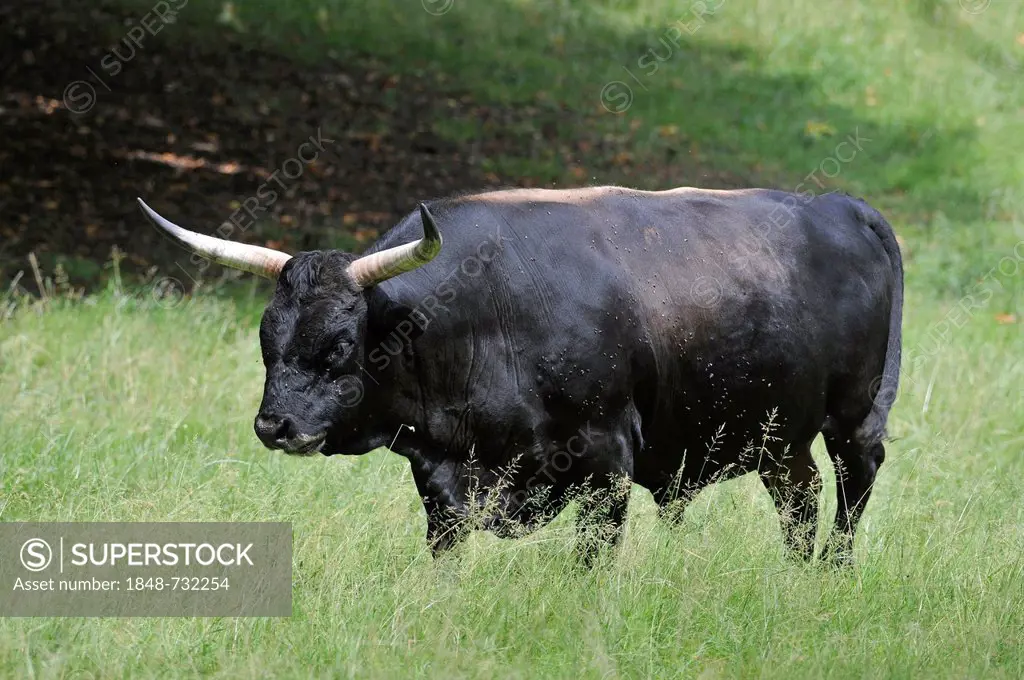 Aurochs or urus (Bos primigenius), breeding back, look-alike breeding, Heck cattle, Bavaria, Germany, Europe
