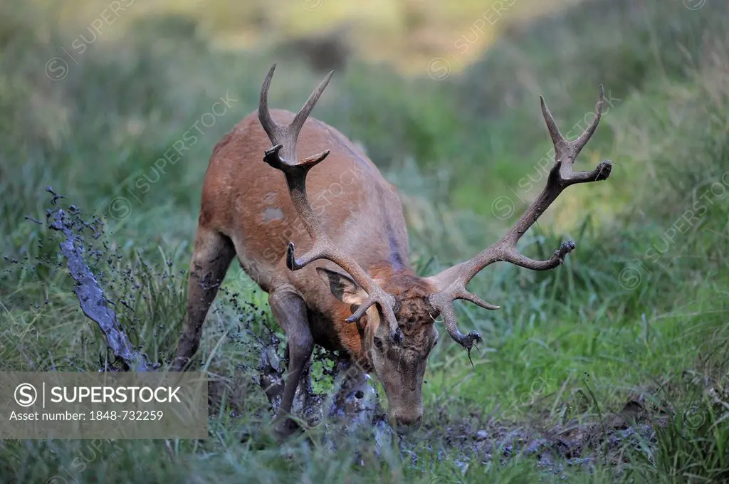 Red deer (Cervus elaphus), stag standing in a wallow, game reserve, Bavarian Forest, Germany, Europe