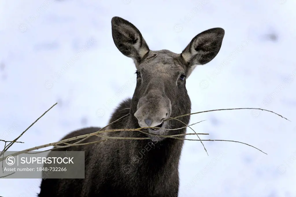 Moose or Eurasian Elk (Alces alces), cow feeding, captive, Thuringia, Germany, Europe, PublicGround