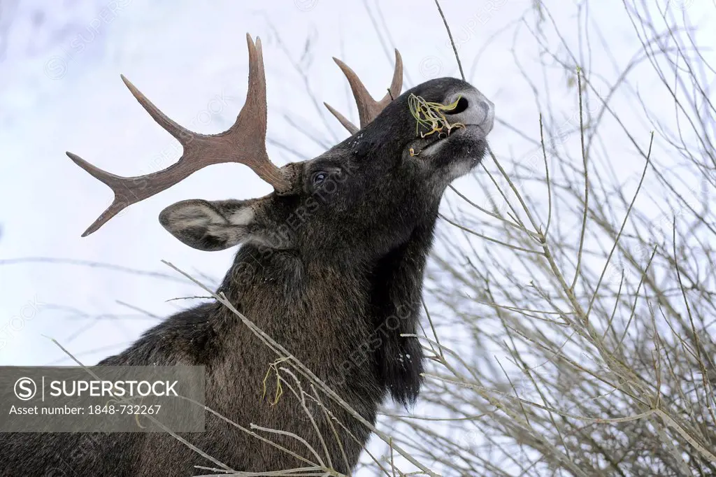 Moose or Eurasian Elk (Alces alces), bull feeding, captive, Thuringia, Germany, Europe, PublicGround