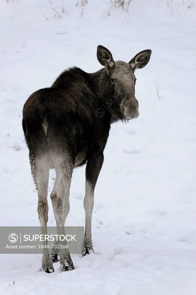 Moose or Eurasian Elk (Alces alces), cow standing in the snow, captive, Thuringia, Germany, Europe, PublicGround