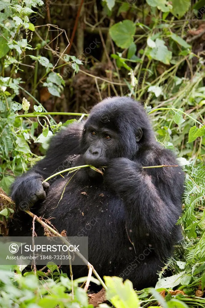 Habituated group of mountain gorillas (Gorilla beringei beringei), Bwindi Impenetrable Forest National Park, being studied by scientists from the Max ...