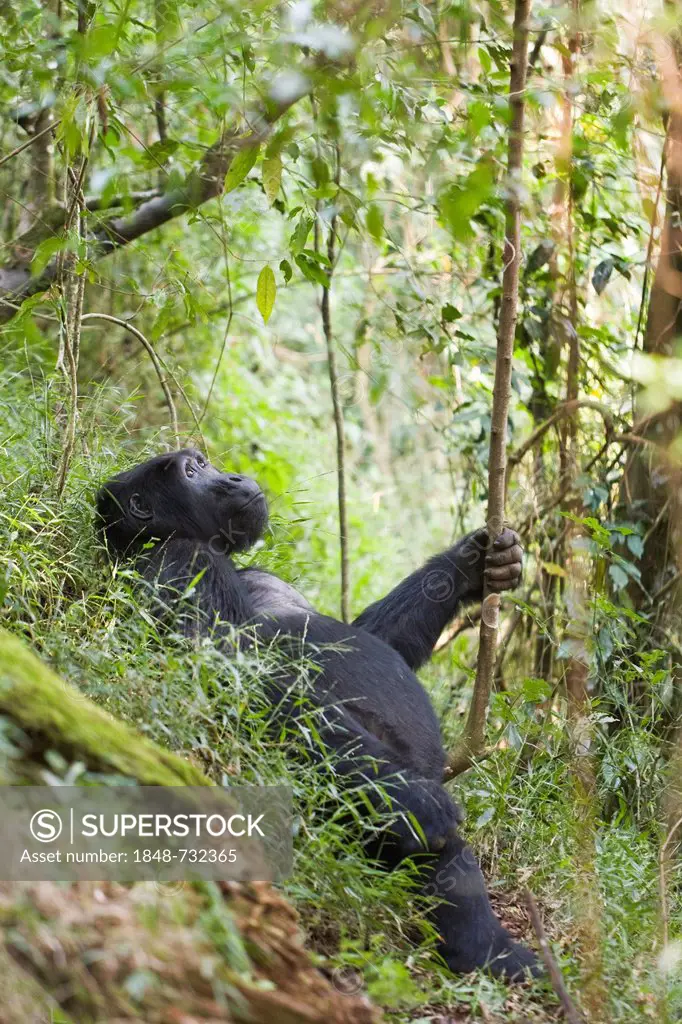 Habituated group of mountain gorillas (Gorilla beringei beringei), Bwindi Impenetrable Forest National Park, being studied by scientists from the Max ...