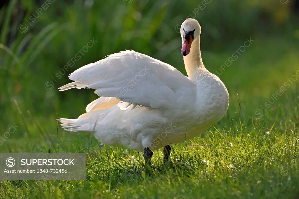 Mute swan (Cygnus olor), adult, Thuringia, Germany, Europe