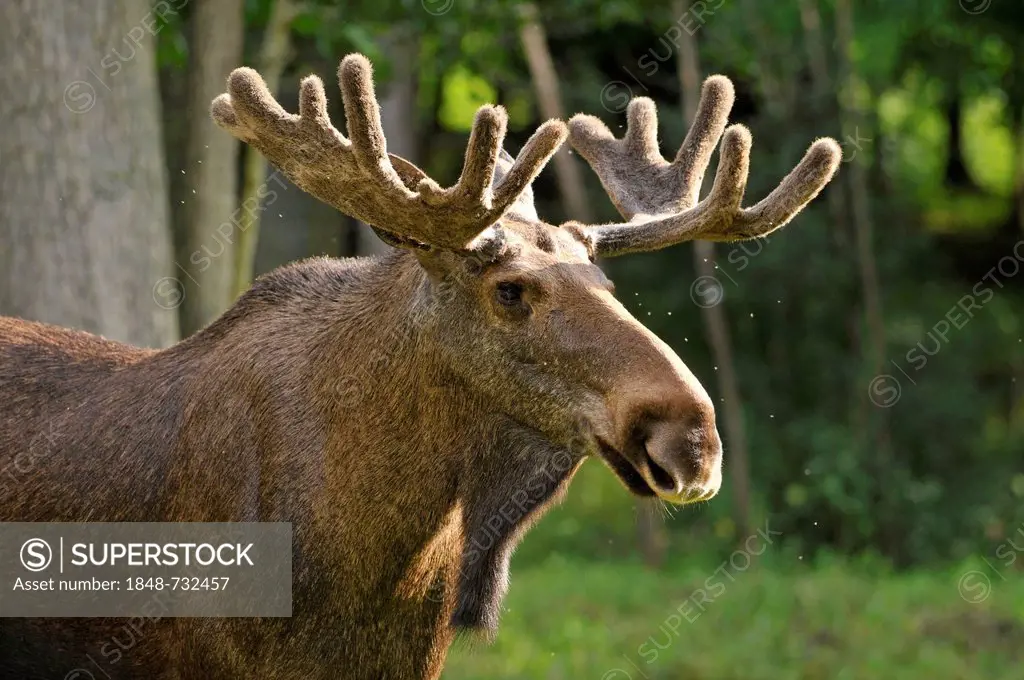 Moose or Eurasian Elk (Alces alces) bull with antlers in velvet, portrait, captive, Bavaria, Germany, Europe