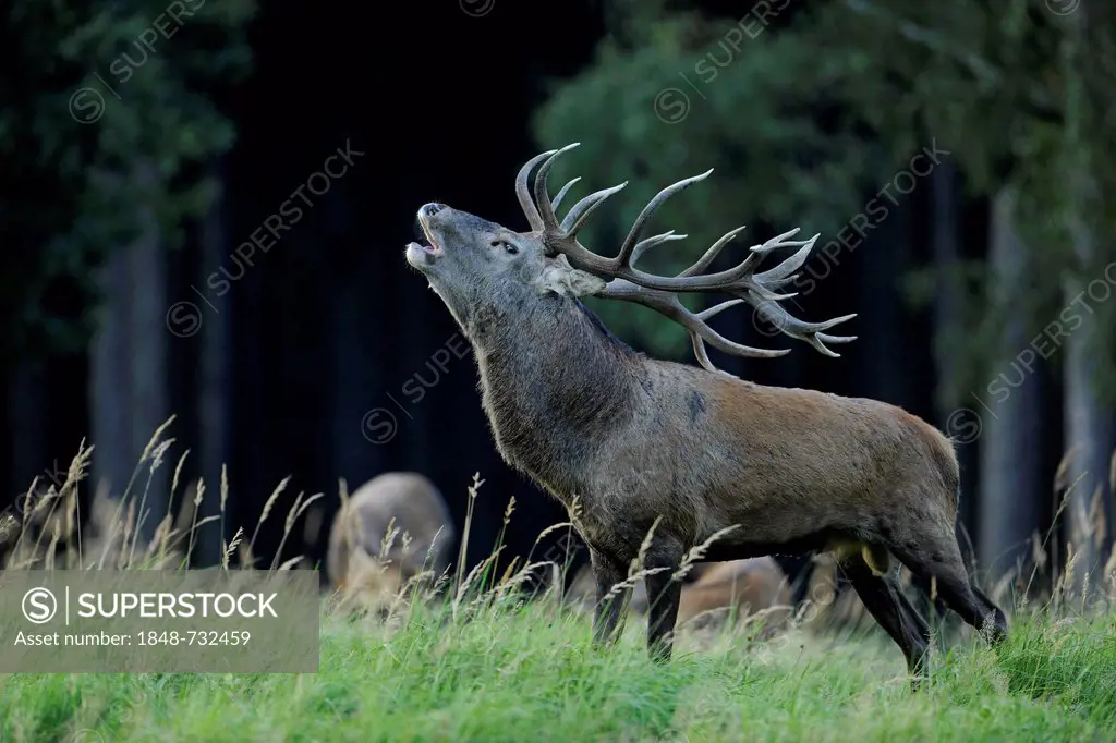 Red deer (Cervus elaphus), stag roaring during the rutting season on a cold early morning in a glade, state game reserve, Lower Saxony, Germany, Europ...