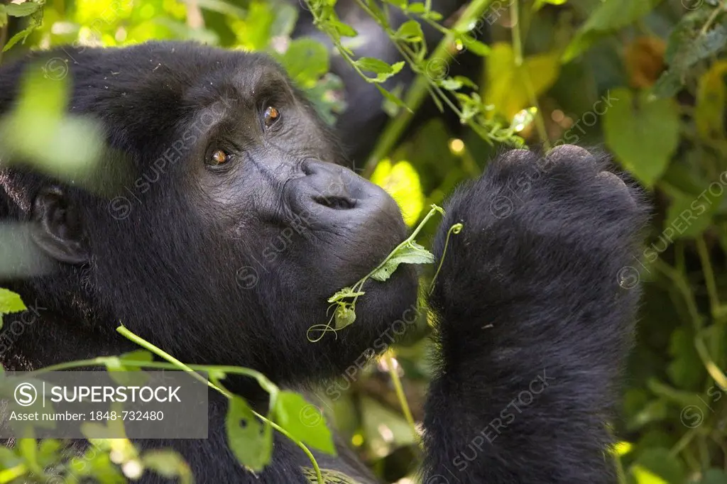 Habituated group of mountain gorillas (Gorilla beringei beringei), Bwindi Impenetrable Forest National Park, being studied by scientists from the Max ...