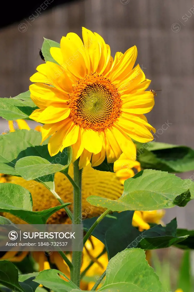 Sunflower (Helianthus annuus), Schwaebisch Gmuend, Baden-Wuerttemberg, Germany, Europe
