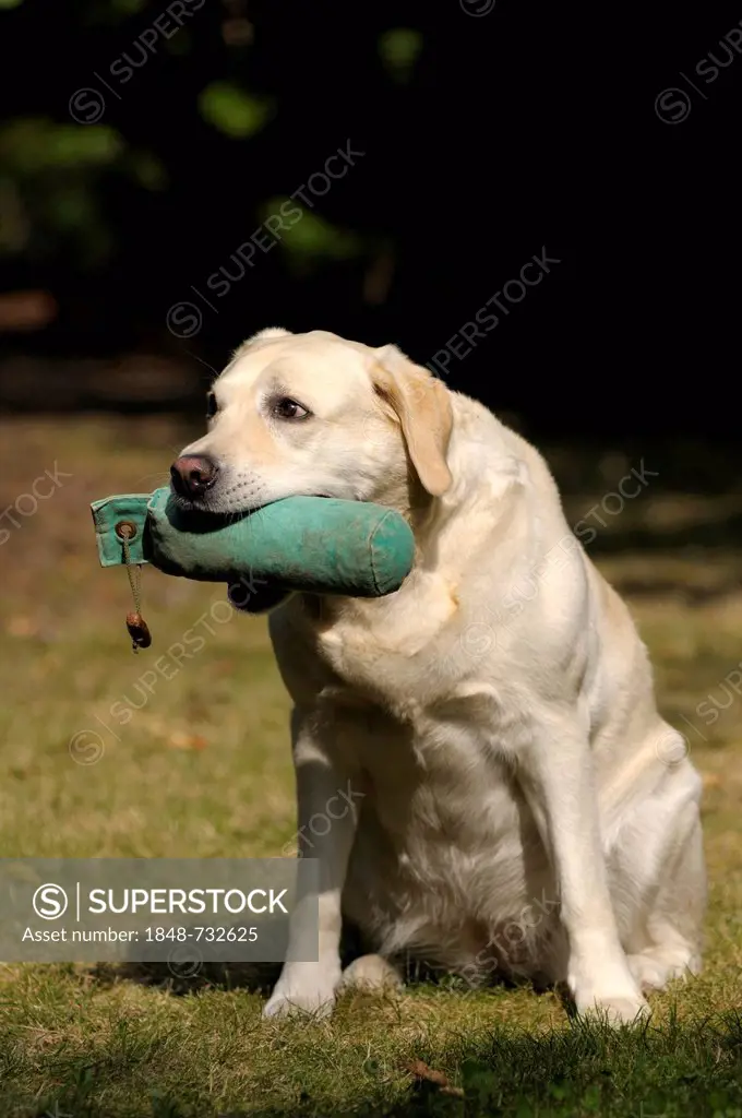 Blonde Labrador-Retriever with a dummy in its mouth