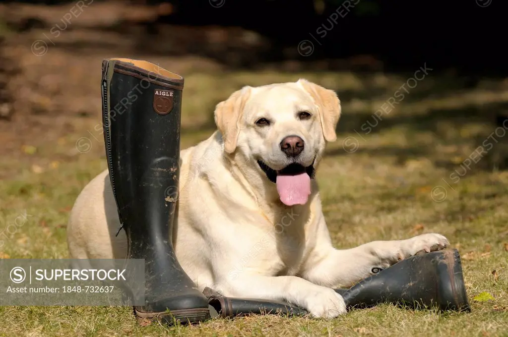 Blonde Labrador-Retriever lying on rubber boots