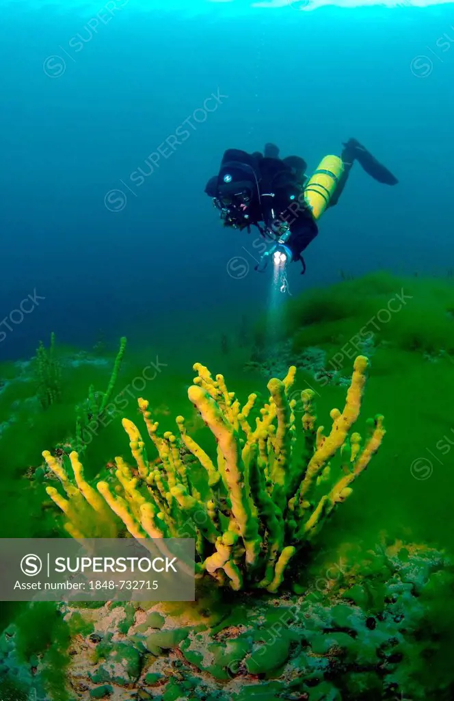 Diver and Demosponge (Lubomirskia baicalensis), Lake Baikal, Siberia, Russian Federation, Eurasia