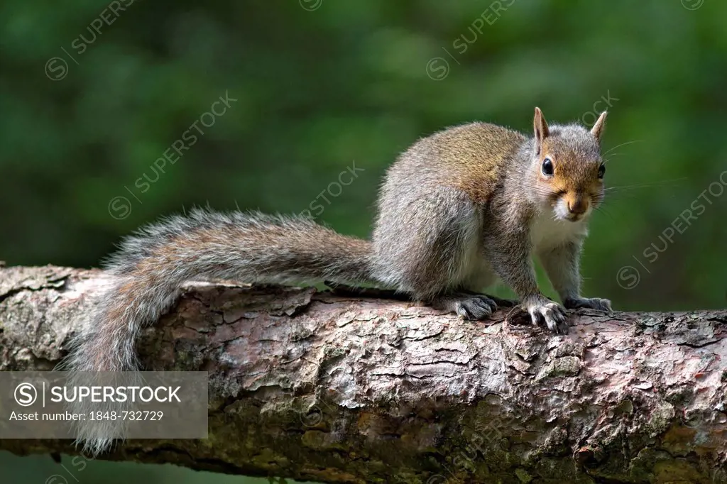 Gray squirrel (Sciurus carolinensis), in woodland, South Wales, United Kingdom, Europe