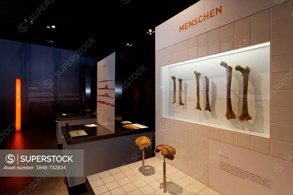 Bones, archaeological finds, Varus Battle or Battle of the Teutoburg Forest, Kalkriese Museum and Park, Osnabruecker Land region, Lower Saxony, German...