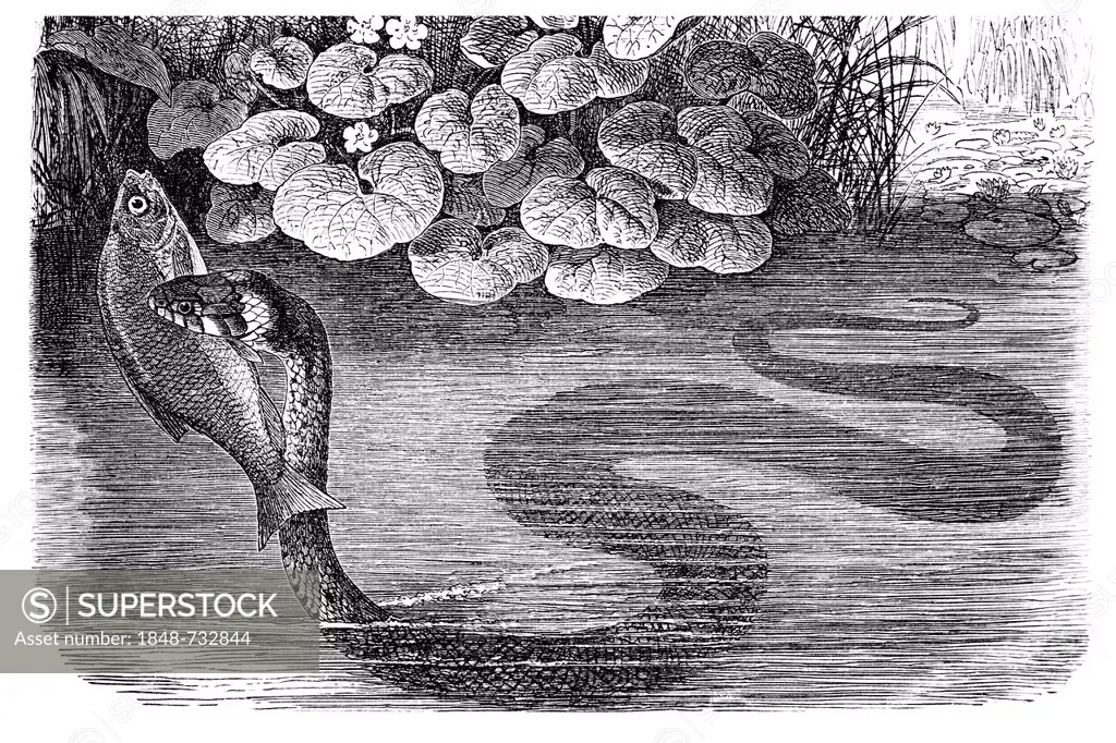 Grass snake (Tropidonotus natrix), historical illustration, Meyers Konversations-Lexikon encyclopedia, 1897