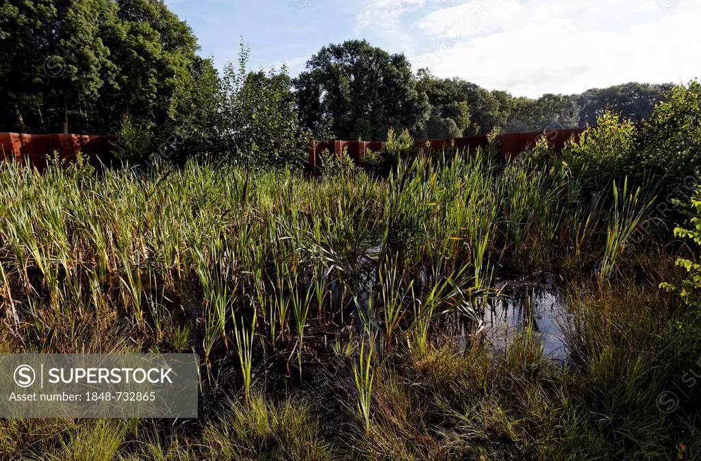 Bog pond in the landscape section, Varus Battle or Battle of the Teutoburg Forest, Kalkriese Museum and Park, Osnabruecker Land region, Lower Saxony, ...