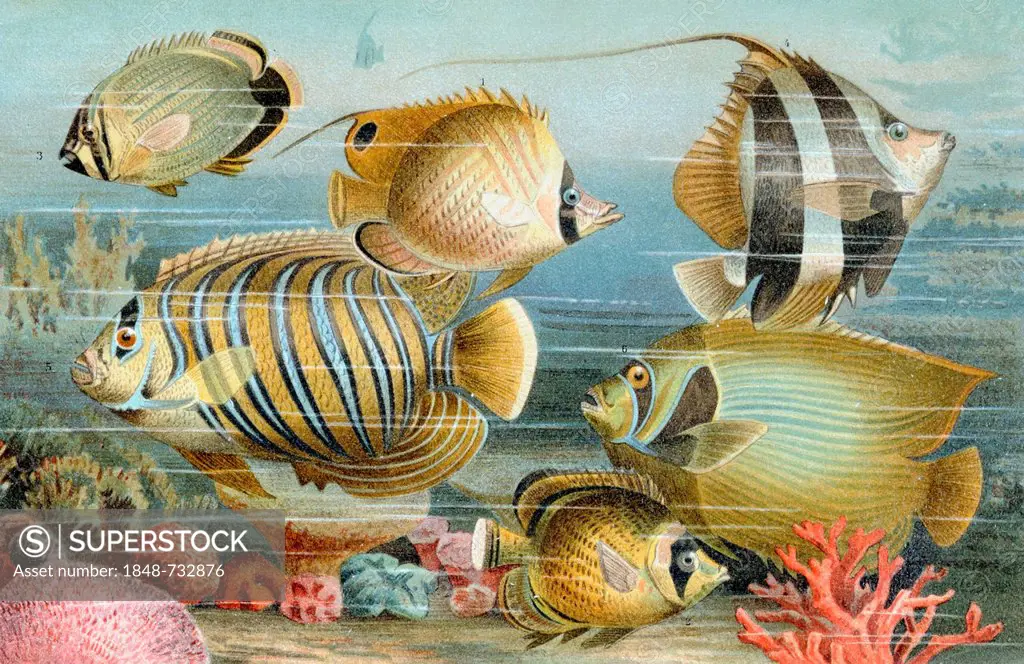 Perciform fish, historical illustration, Meyers Konversations-Lexikon encyclopedia, 1897