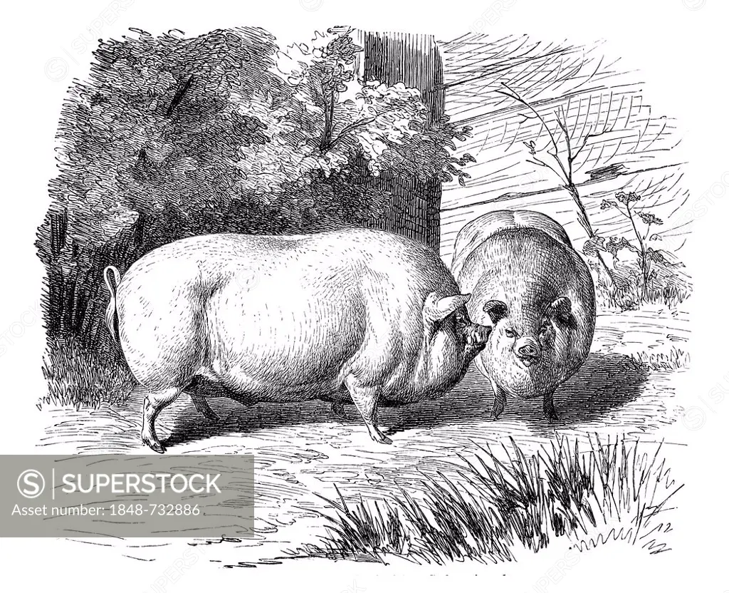 Yorkshire pigs, historical illustration, Meyers Konversations-Lexikon encyclopedia, 1897