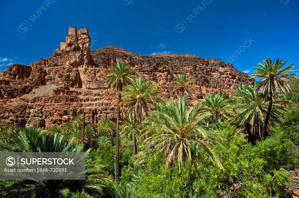 Agadir Aguelluy, fortified castle on a crag, date palms (Phoenix) at front, Amtoudi, Anti-Atlas or Lesser Atlas mountain range, southern Morocco, Moro...