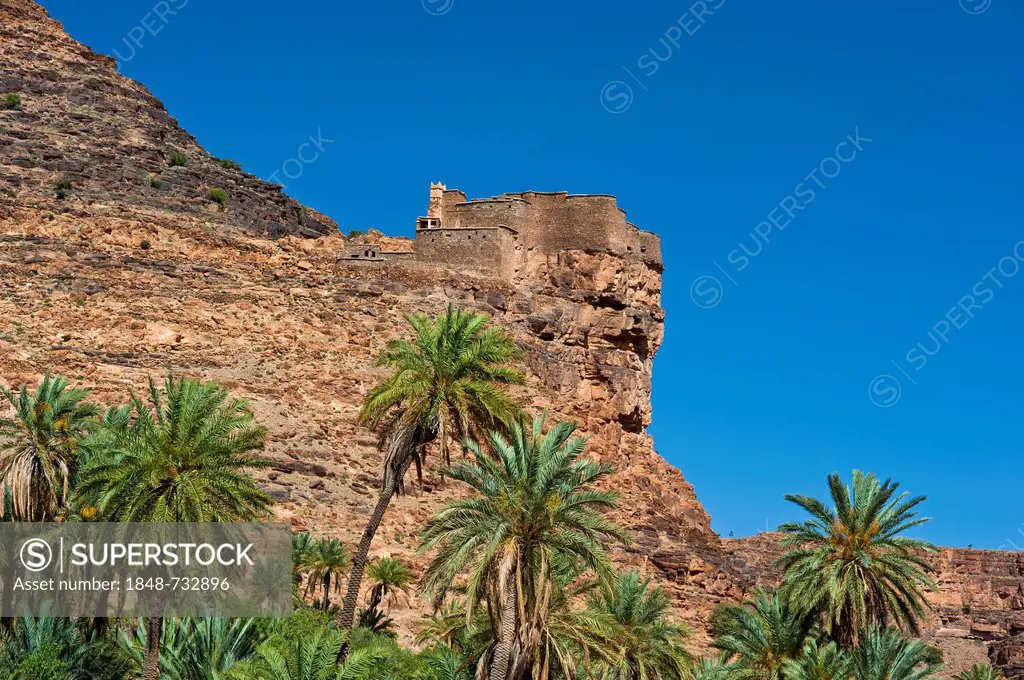 Agadir Aguelluy, fortified castle on a crag, date palms (Phoenix) at front, Amtoudi, Anti-Atlas or Lesser Atlas mountain range, southern Morocco, Moro...