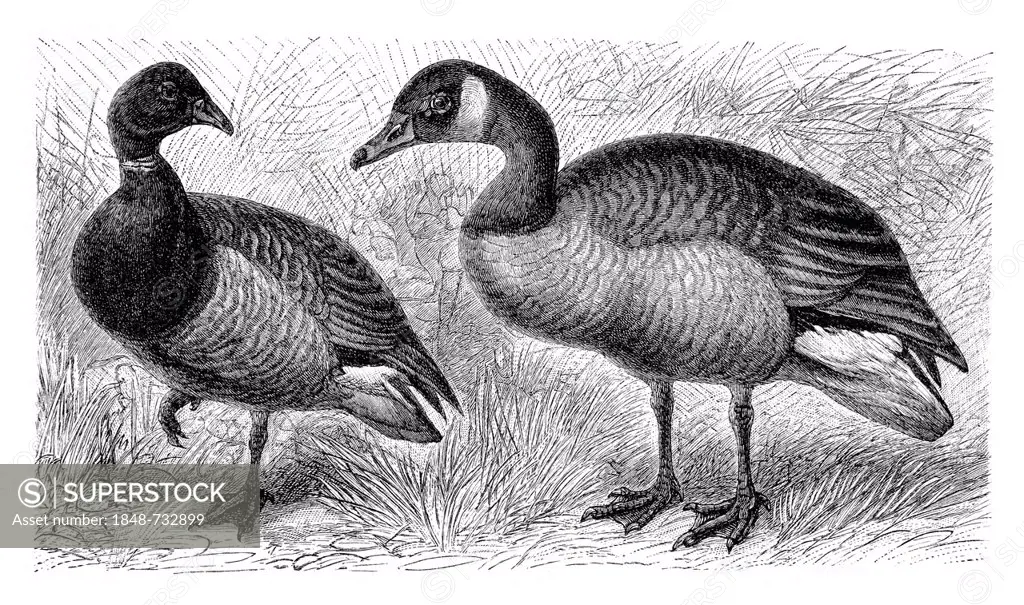 Brent goose (Branta bernicla) on the left, Canada goose (Anser canadensis) on the right, historical illustration, Meyers Konversations-Lexikon encyclo...
