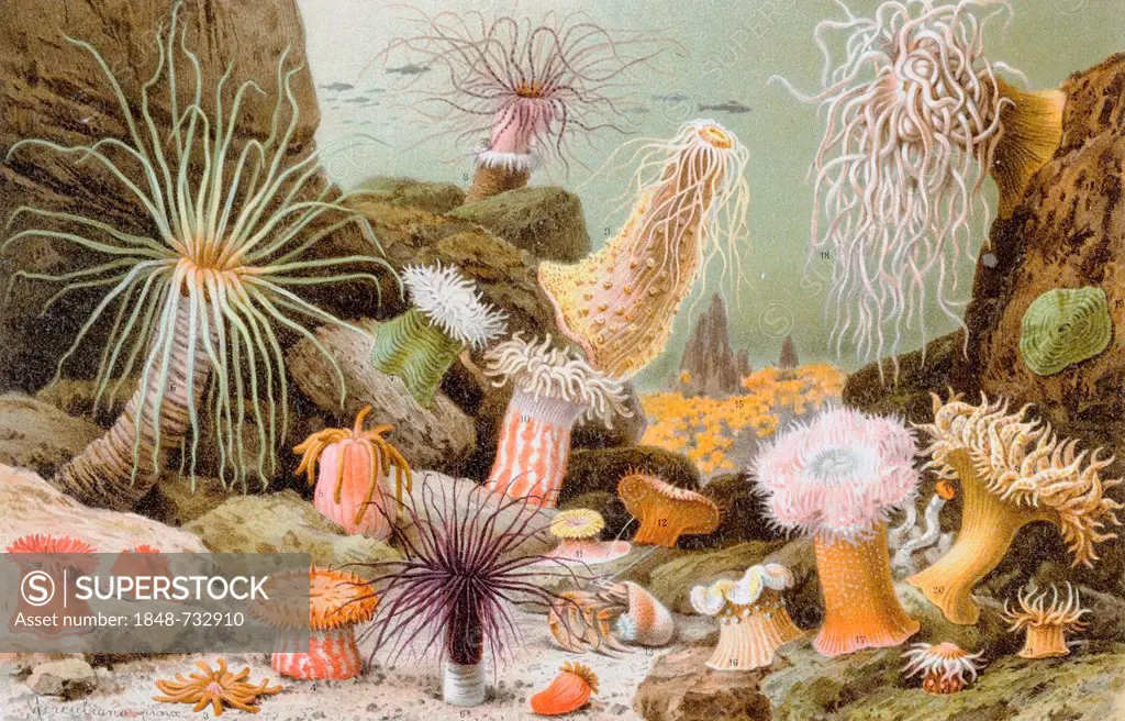 Sea anemones, historical illustration, Meyers Konversations-Lexikon encyclopedia, 1897