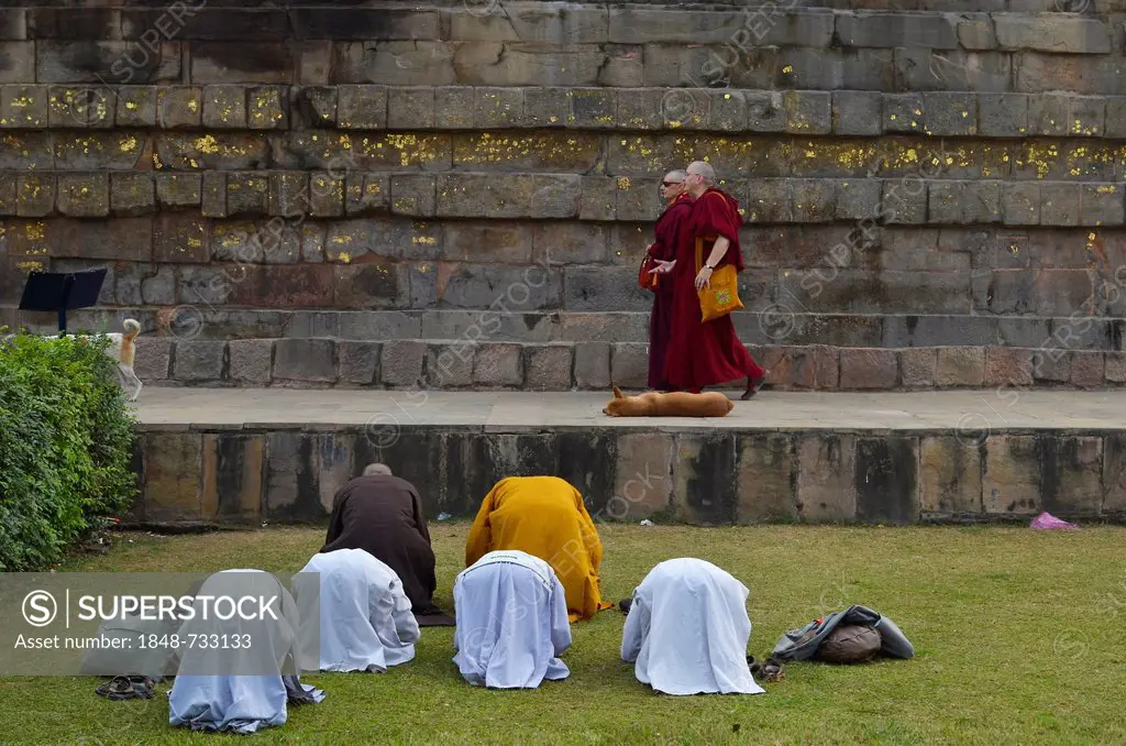 Western and Asian Buddhist nuns and monks, historical Buddhist pilgrimage site, Dhamekh Stupa, Game Park of Isipatana, Sarnath, Uttar Pradesh, Indian,...