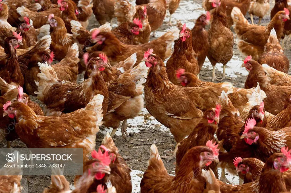 Free-range chickens, Eberl poultry farm, Marklkofen, Lower Bavaria, Bavaria, Germany, Europe, PublicGround