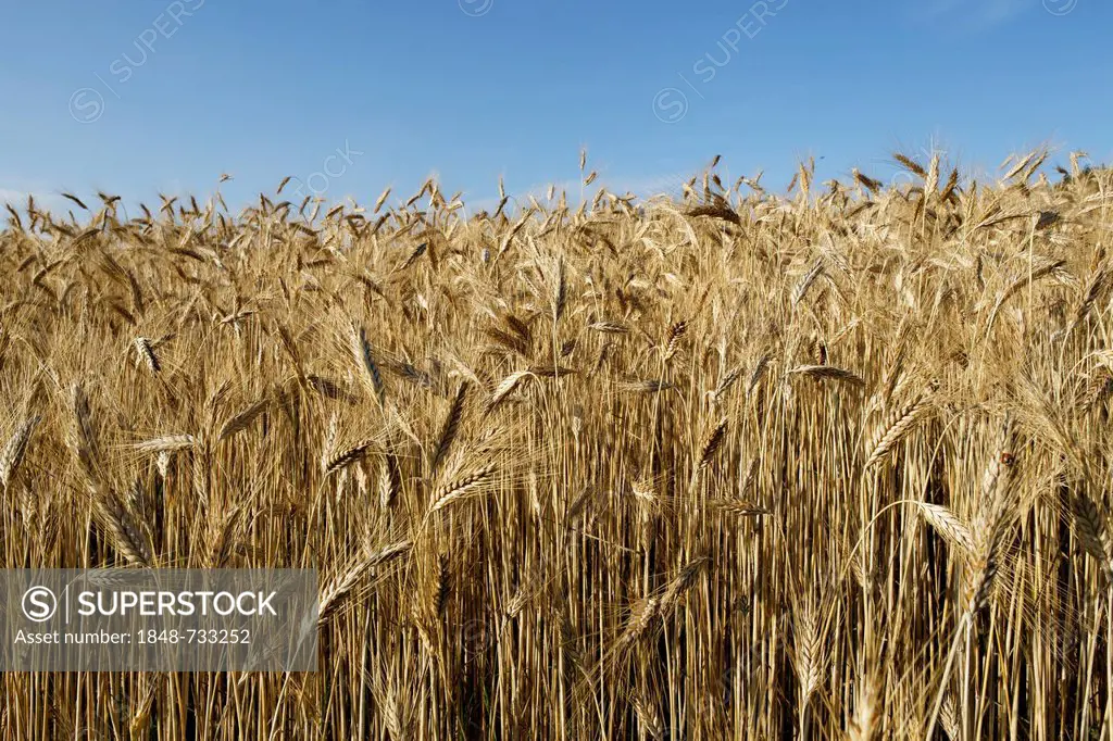 Rye, rye field, Upper Austria, Austria, Europe