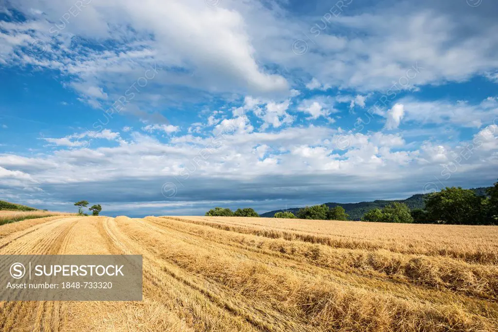 Partially harvested wheat field, Baden-Wuerttemberg, Germany, Europe