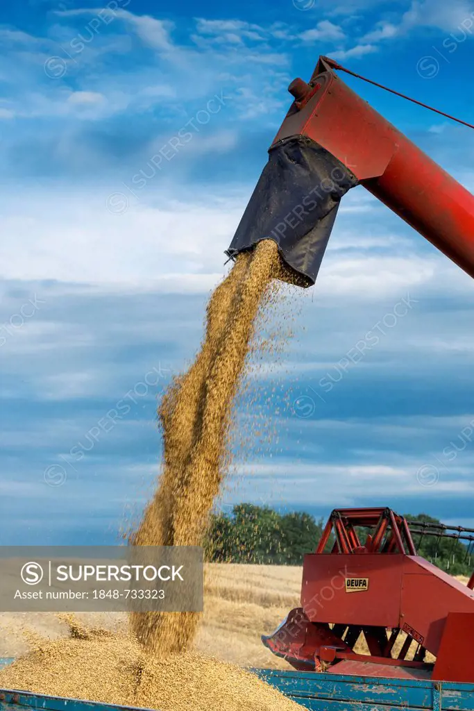 Combine harvester filling a trailer with wheat grain, Baden-Wuerttemberg, Germany, Europe