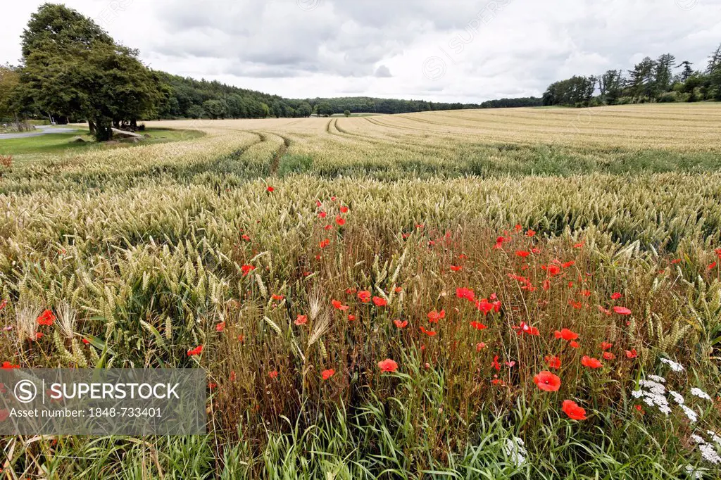 Wheat field with poppies, Osnabruecker Land region, Lower Saxony, Germany, Europe