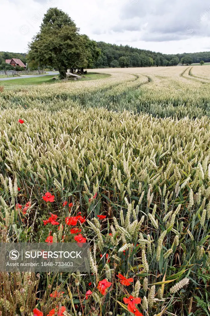 Wheat field with poppies, Osnabruecker Land region, Lower Saxony, Germany, Europe