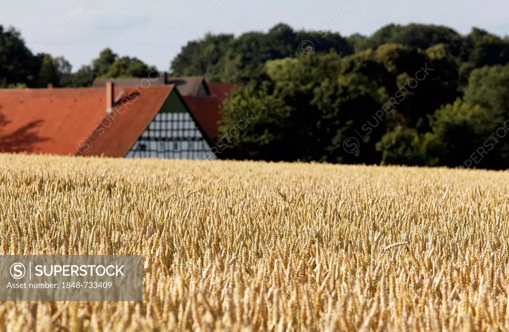 Ripe wheat field in front of a farm, Osnabruecker Land region, Lower Saxony, Germany, Europe