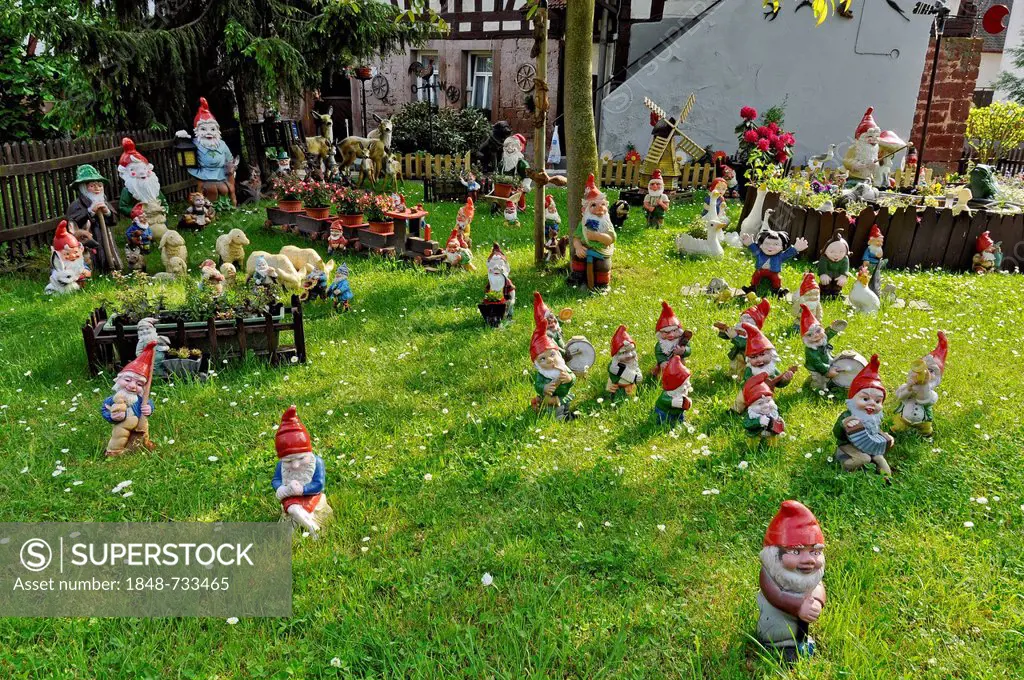Many garden gnomes in a front garden, Bueches near Buedingen, Hesse, Germany, Europe, PublicGround