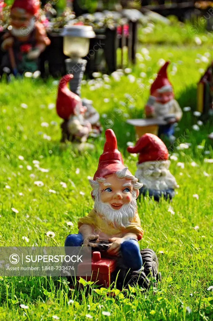 Garden gnomes, garden gnome driving a tractor on a lawn, Bueches near Buedingen, Hesse, Germany, Europe, PublicGround