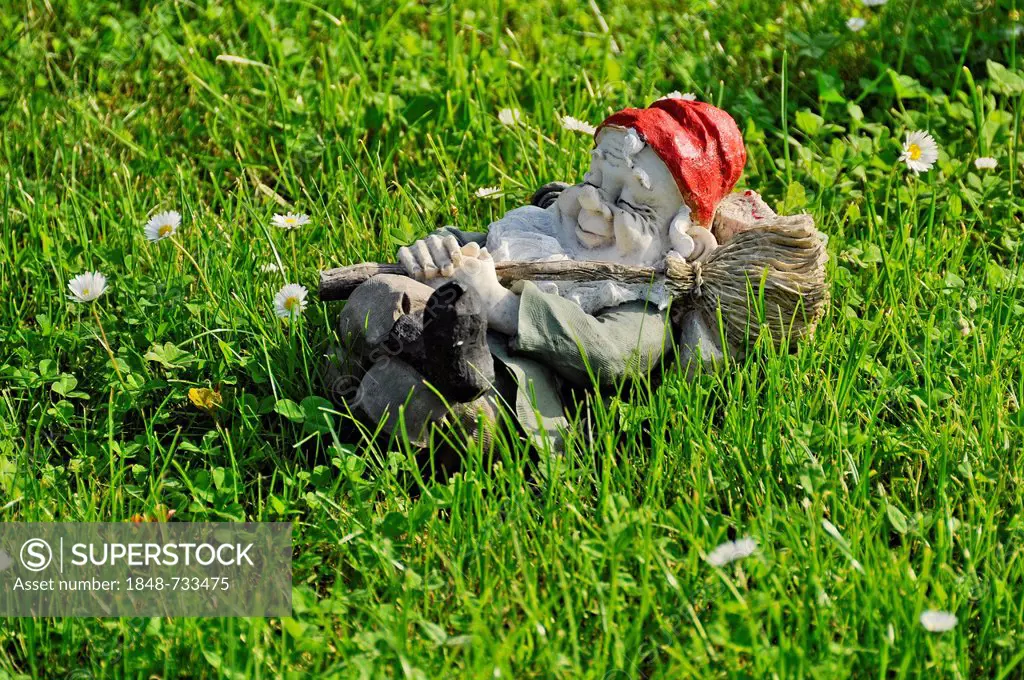 Sleeping garden gnome on a lawn with daisies, Bueches near Buedingen, Hesse, Germany, Europe, PublicGround
