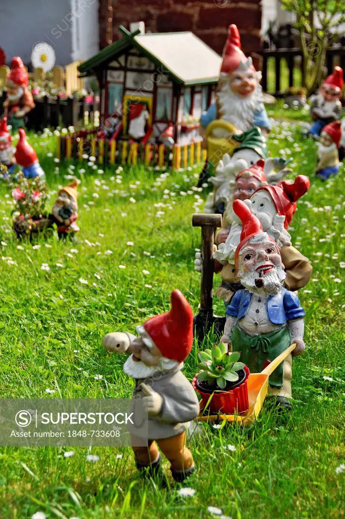 Garden gnomes, the Seven Dwarfs on a lawn, Bueches near Buedingen, Hesse, Germany, Europe, PublicGround