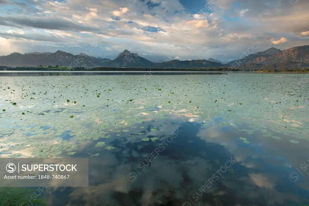 Morning mood on Lake Hopfensee with lily pads in the Allgaeu near Fuessen, Bavaria, Germany, Europe, PublicGround