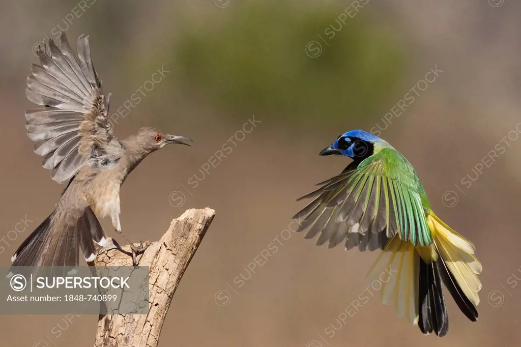 Curve-billed Thrasher (Toxostoma curvirostre), and Green Jay (Cyanocorax yncas), adults fighting, Starr County, Rio Grande Valley, South Texas, USA