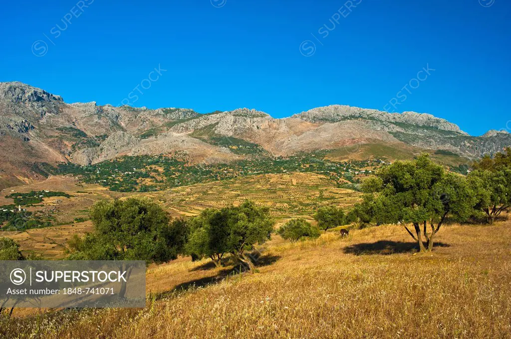 Typical mountain landscape with small fields and olive trees in the Rif or Riff Mountains, northern Morocco, Morocco, Africa