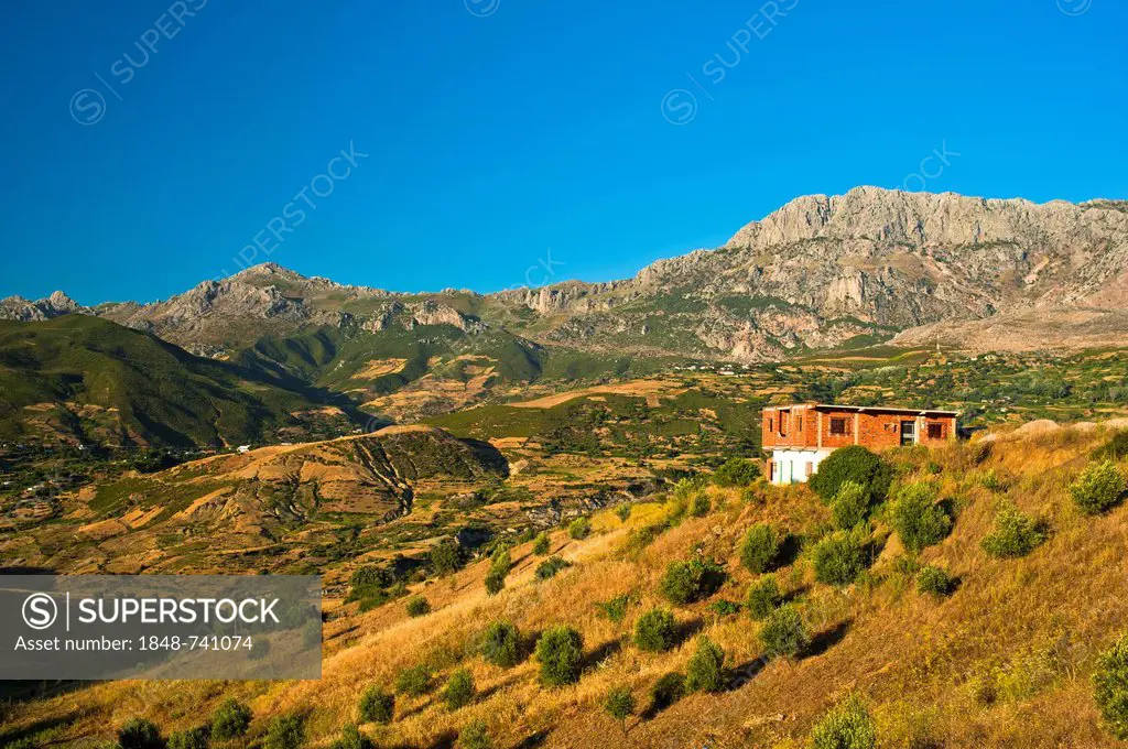 Typical mountain landscape with house, small fields and olive trees in the Rif or Riff Mountains, northern Morocco, Morocco, Africa