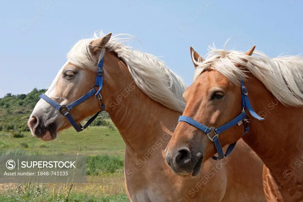Two Haflinger horses, parish of Kloster, Hiddensee Island, Mecklenburg-Western Pomerania, Germany, Europe