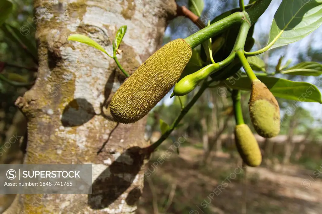 Jackfruit (Artocarpus heterophyllus) ripening on a tree, Bangladesh, South Asia, Asia