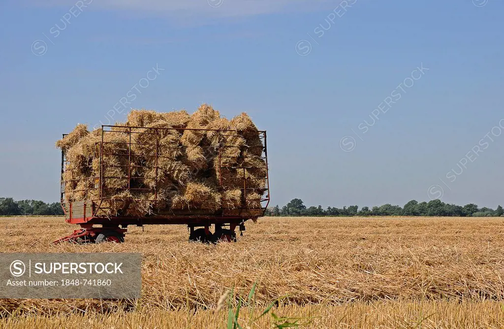 Bales of harvested grain on a wagon on a stubble field, Schleswig-Holstein, Germany, Europe