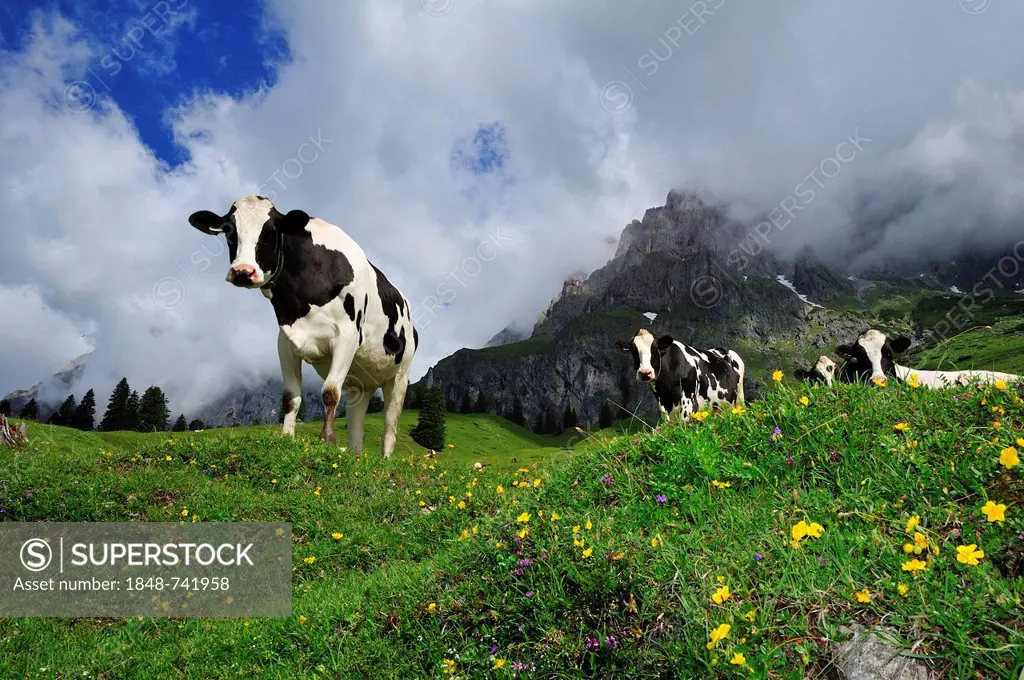 Cows grazing on the pasture, Hochkoenig massif, Muehlbach, Salzburg, Austria, Europe