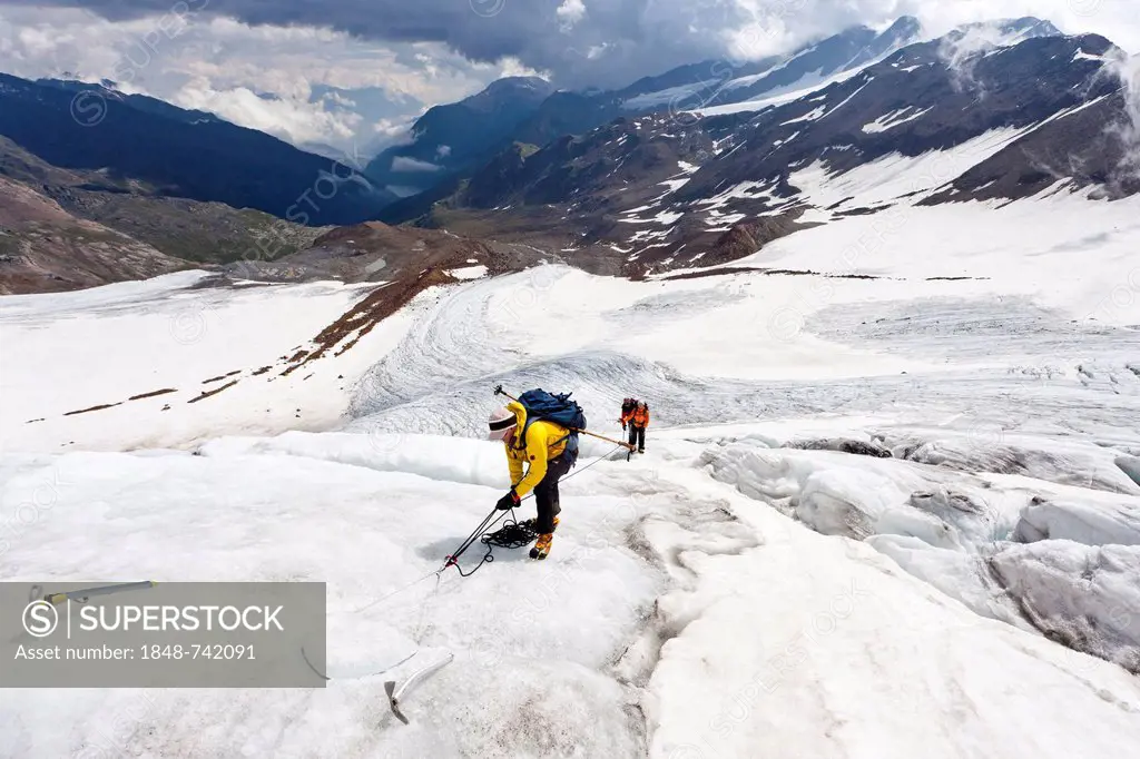 Mountain climbers setting a safety peg while walking on the flank of Zufallferner Glacier in the Martell Valley above Marteller Huette hut, Alto Adige...