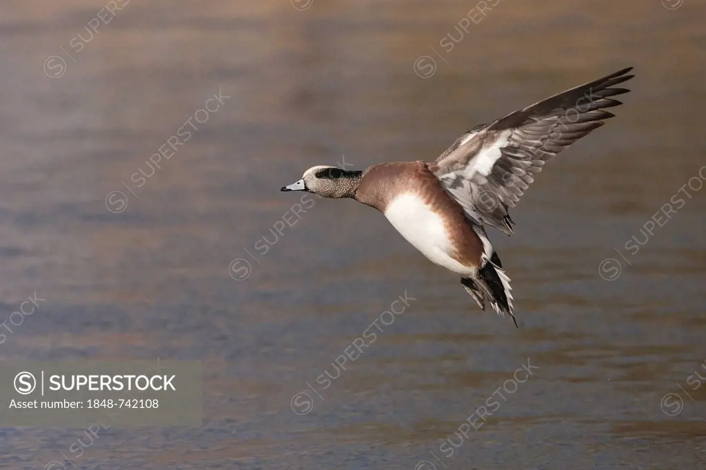 American Wigeon (Anas americana), adult male landing, Bosque del Apache National Wildlife Refuge, New Mexico, USA