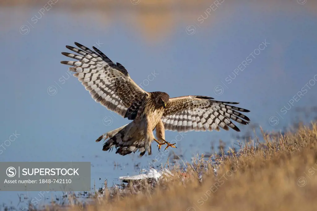 Northern Harrier (Circus cyaneus), adult female in flight hunting, Bosque del Apache National Wildlife Refuge, New Mexico, USA