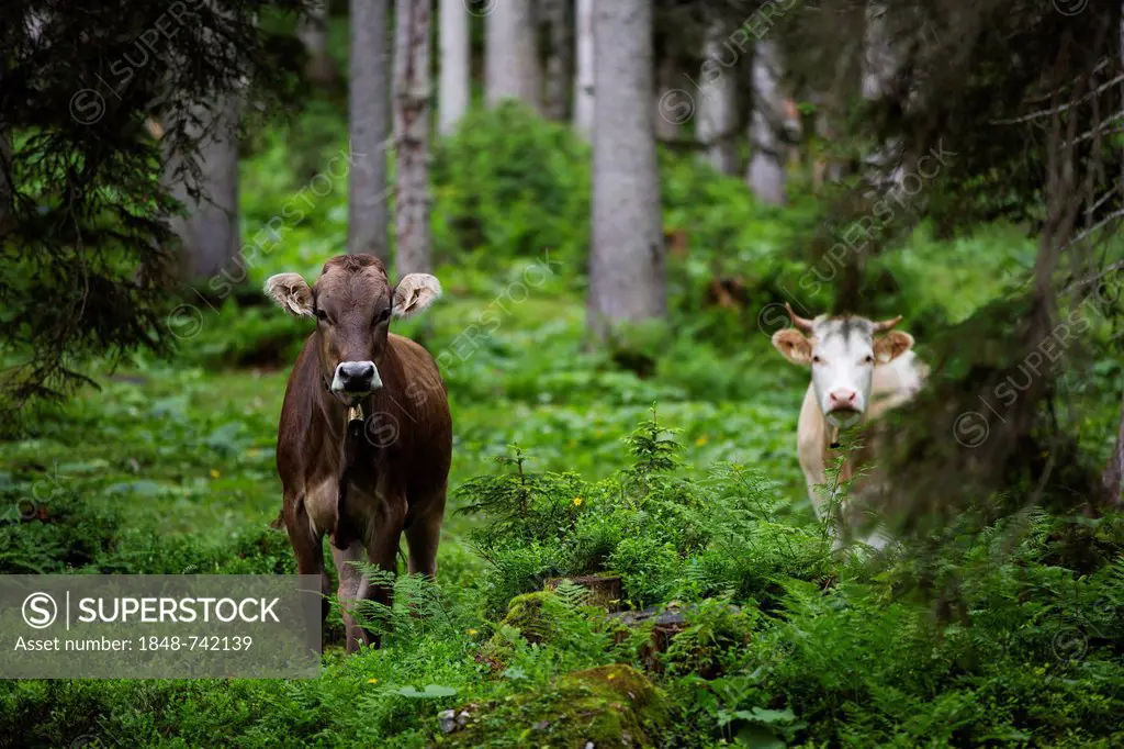 Cows in a forest, Ehrwald, Austria, Europe